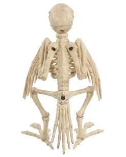 Papagei Skelett 19cm -Angebote Halloween Deko Store skelett papagei skeleton parrot halloween dekoration 52638 04