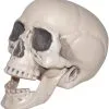 Totenschädel Mit Beweglichem Unterkiefer 1 Totenschädel Mit Beweglichem Unterkiefer -Angebote Halloween Deko Store totenkopf mit beweglichem unterkiefer kunststoff totenschaedel halloween dekoration 27358