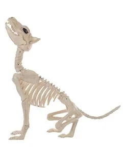Werwolf Skelett 70cm 7 Werwolf Skelett 70cm -Angebote Halloween Deko Store werwolf skelett werwolf skeleton halloween skelett halloween deko 52649 03